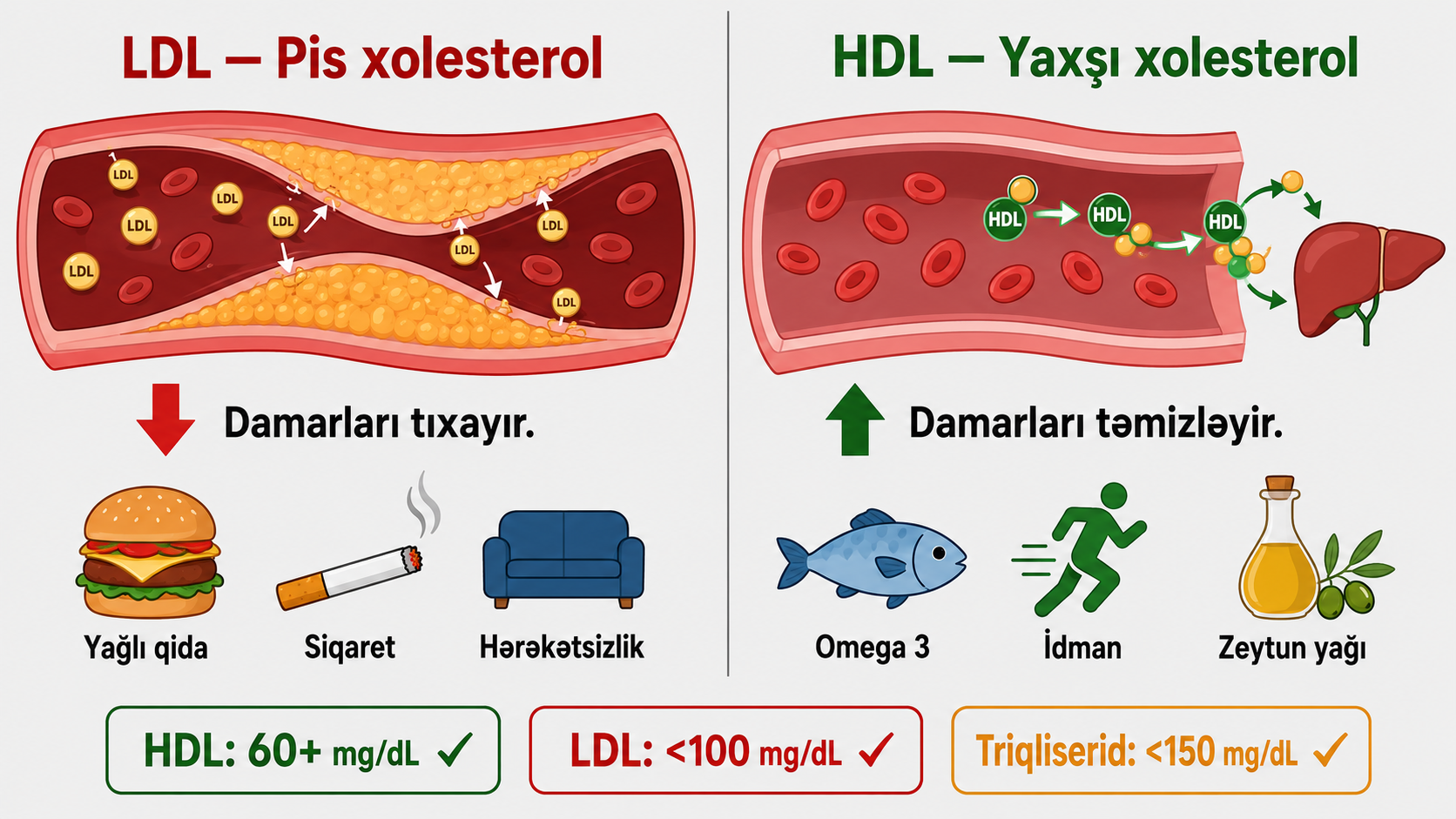 Xolesterol HDL LDL trigliserid ferqi — damar sagligi urek kolesterol yuksekliyi